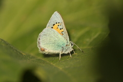 Lycaenidae