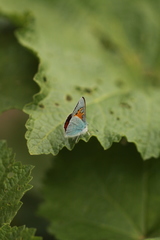 Lycaenidae
