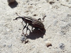 Sphenophorus costipennis