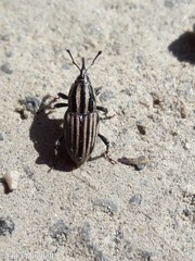 Sphenophorus costipennis