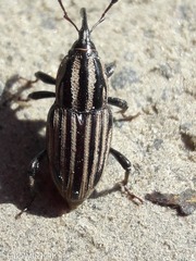 Sphenophorus costipennis