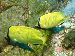 Chaetodon citrinellus