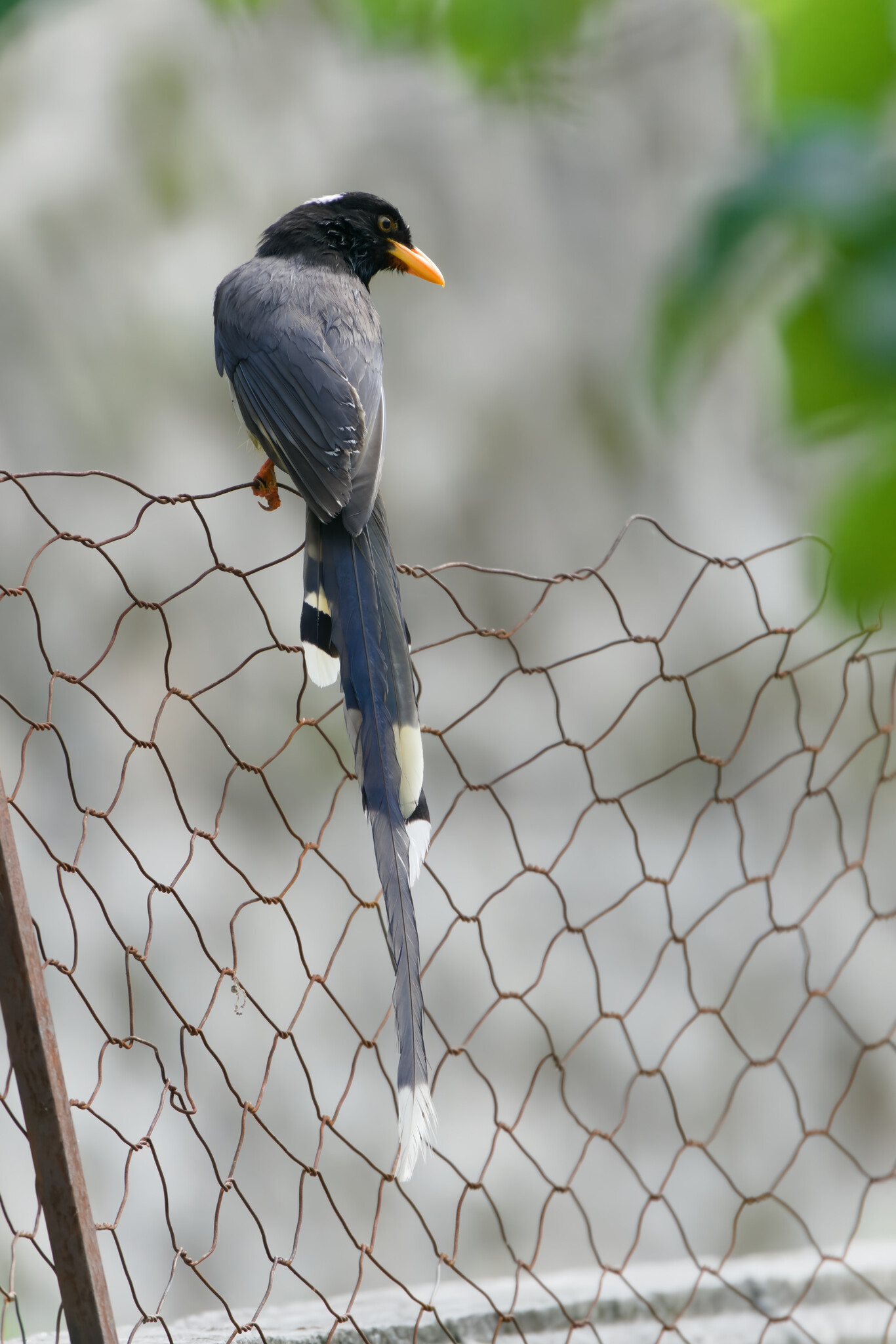 Yellow-billed Blue Magpie