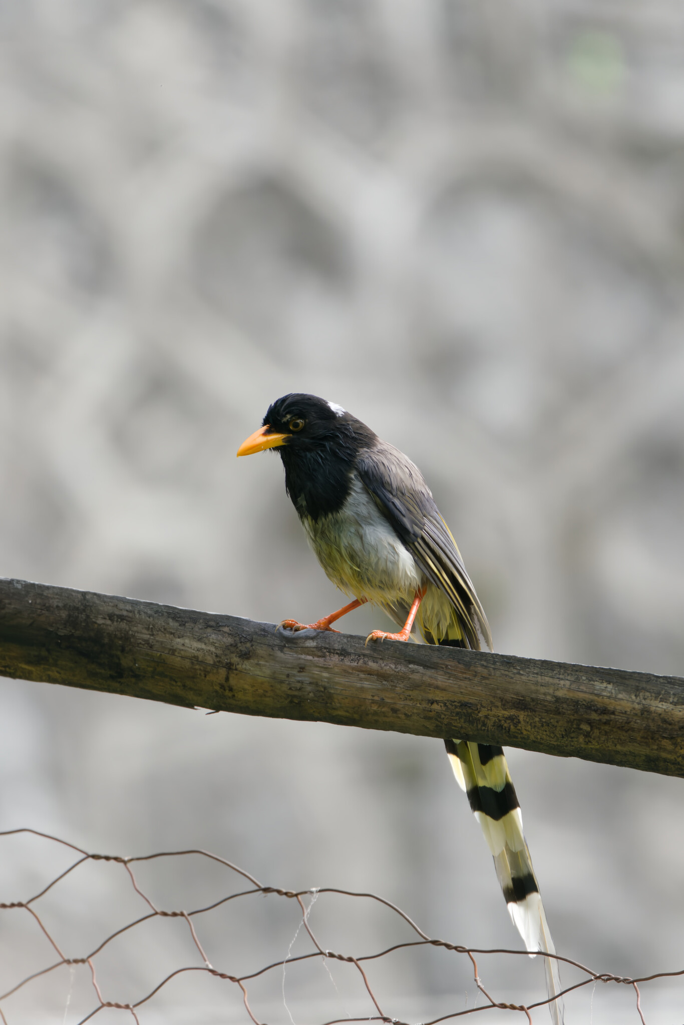 Yellow-billed Blue Magpie