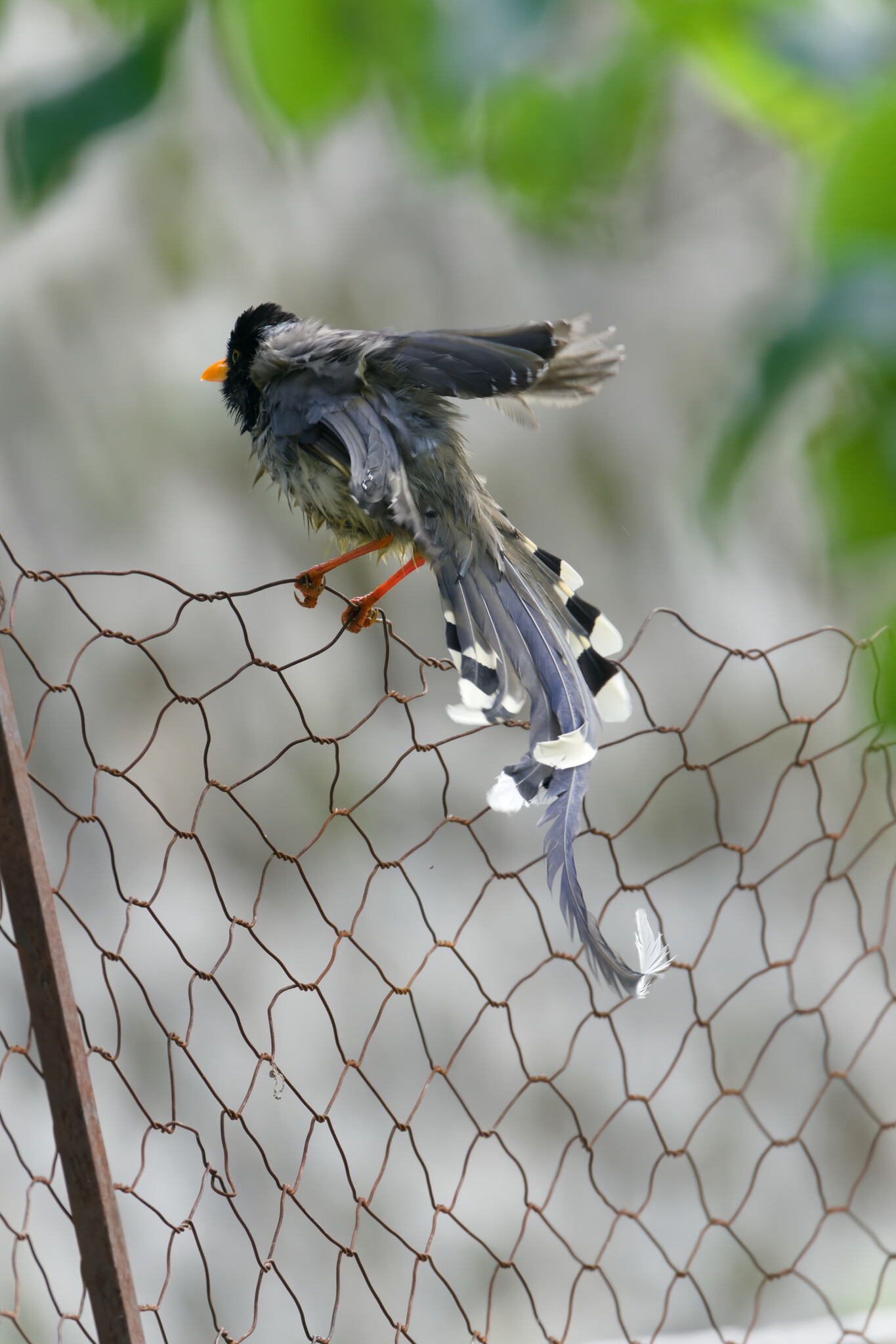 Yellow-billed Blue Magpie