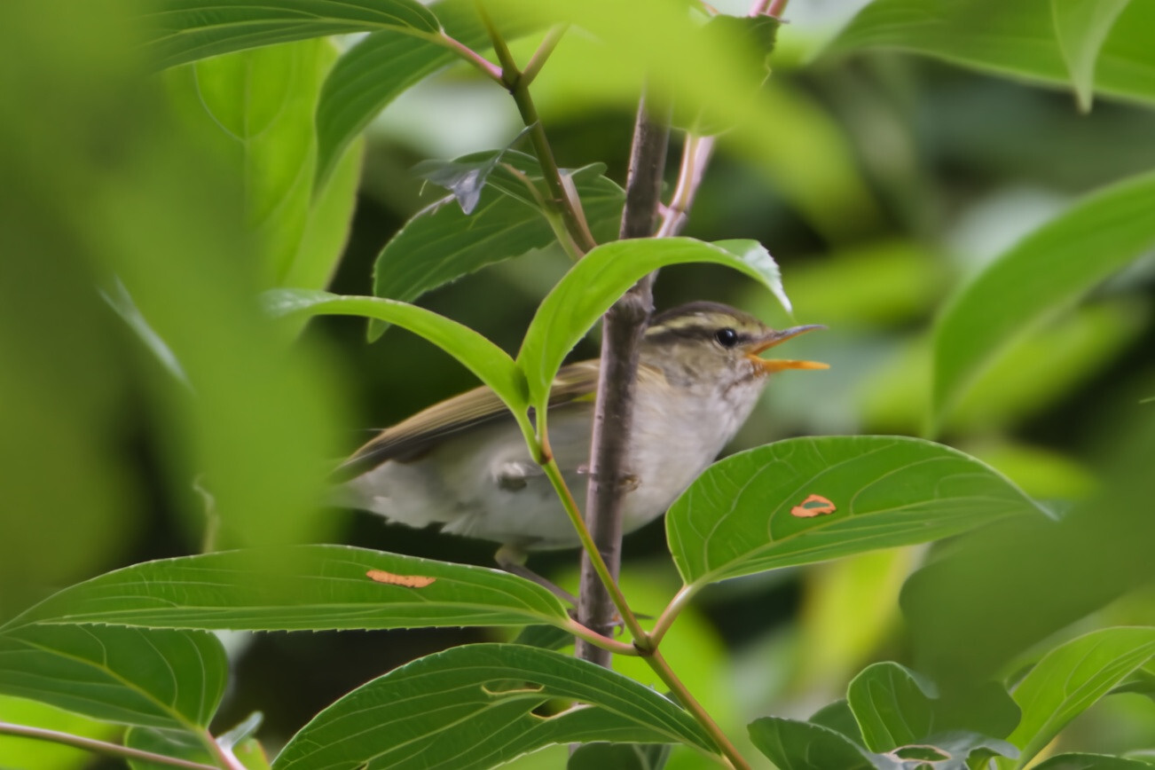 Blyth's Leaf Warbler