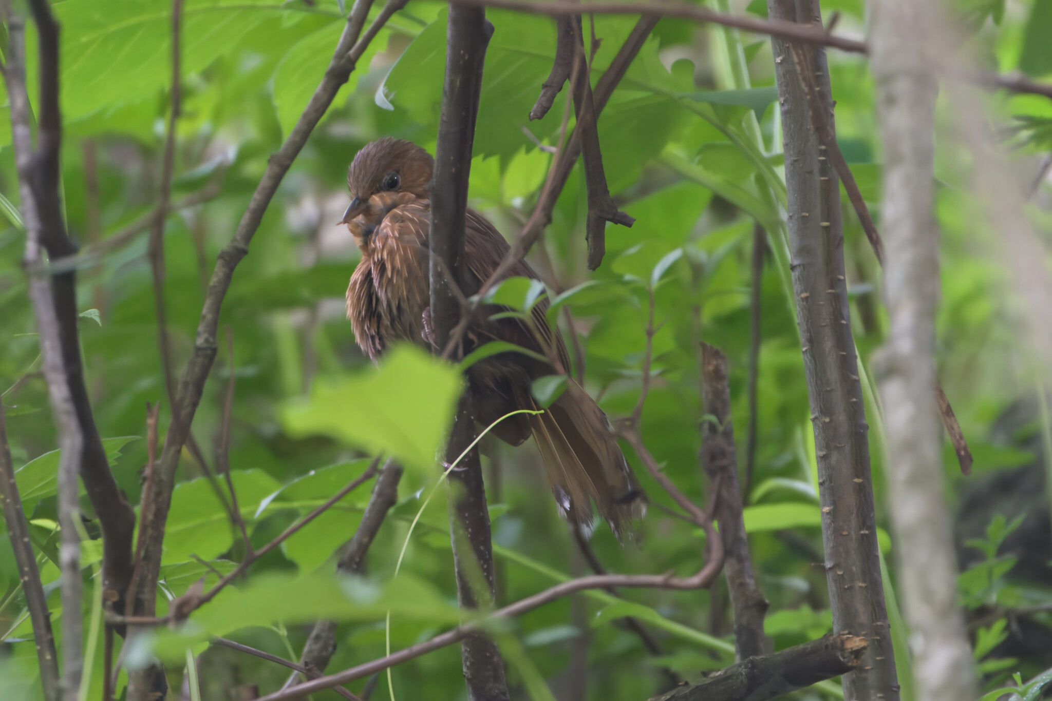 Streaked Laughingthrush