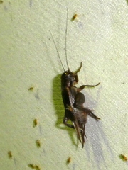 Gryllus bimaculatus