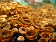Palythoa mutuki