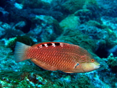 Pseudolabrus luculentus