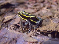 Ranitomeya variabilis