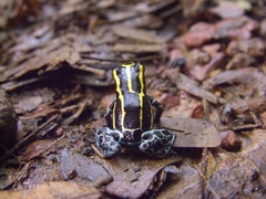 Ranitomeya variabilis