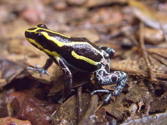 Ranitomeya variabilis