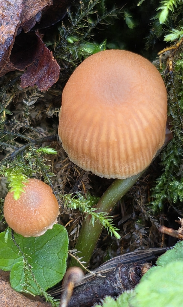 Tubaria furfuracea · December 2025 · photo: © sabear (iNaturalist, cc0)