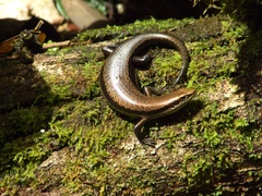 Copeoglossum nigropunctatum
