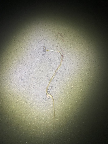 Common Tree Snake sighting