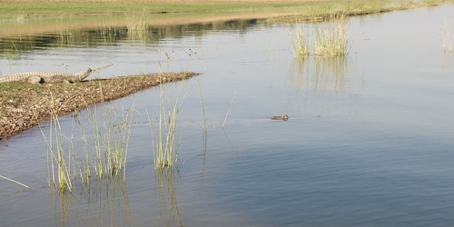 Gharial