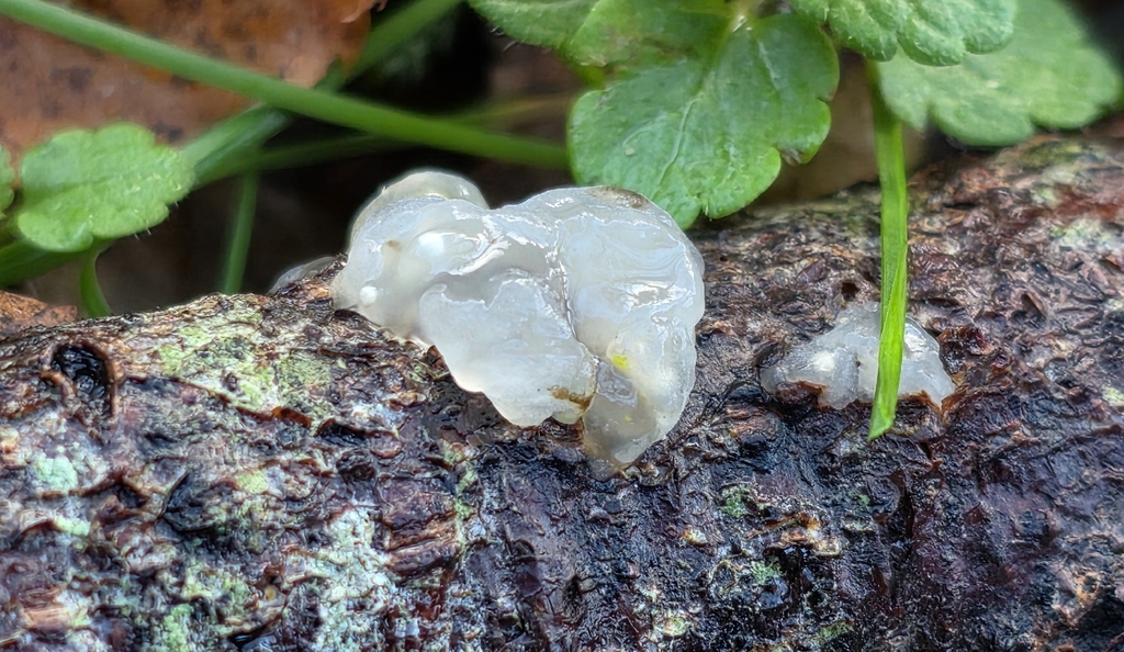 Myxarium nucleatum · December 2025 · photo: © sabear (iNaturalist, cc0)