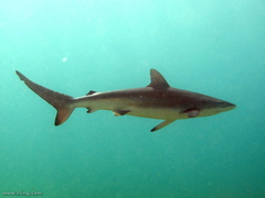 Carcharhinus obscurus