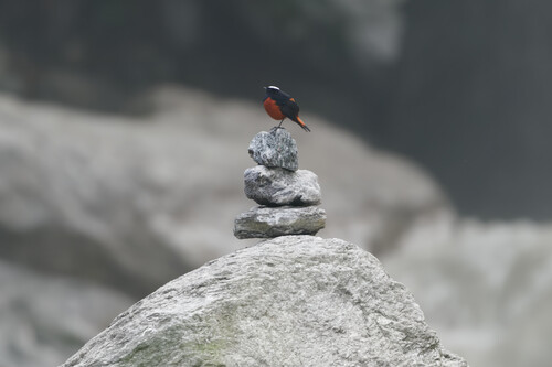 White-capped Redstart (Phoenicurus leucocephalus), photo 6