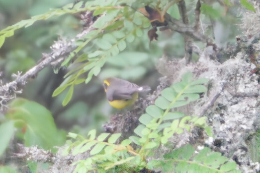 Yellow-bellied Fantail