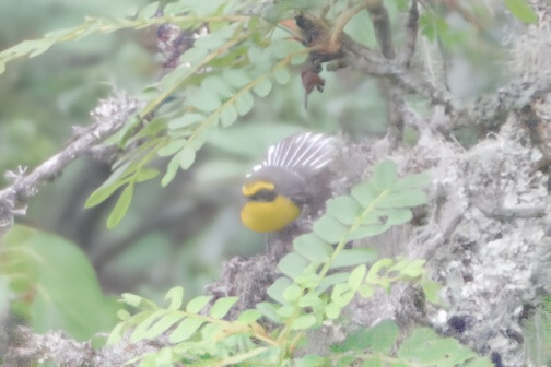 Yellow-bellied Fantail