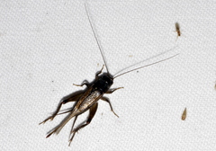 Modicogryllus