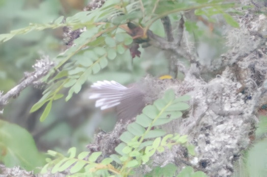 Yellow-bellied Fantail