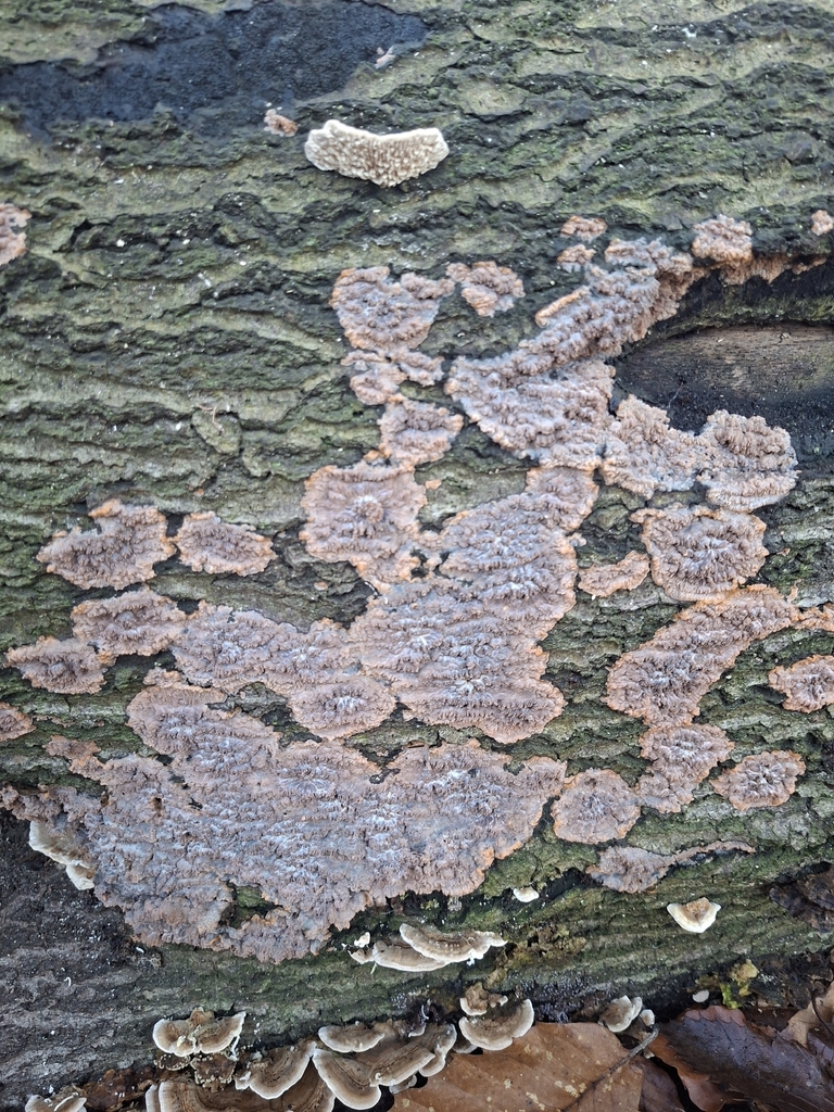 Phlebia radiata · December 2025 · photo: © mcevjp (iNaturalist, cc-by)