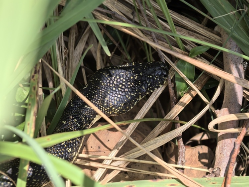 Diamond Python sighting