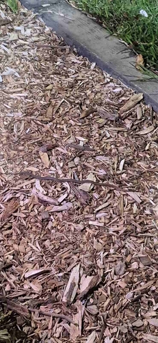 Mustard-bellied Snake sighting