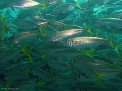 Trachurus novaezelandiae