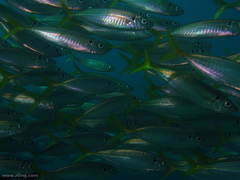 Trachurus novaezelandiae