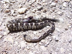 Crotalus ornatus