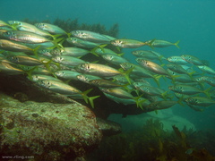 Trachurus novaezelandiae
