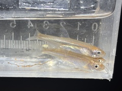 Rio Grande Shiner photo 3