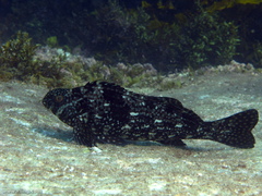 Aplodactylus lophodon