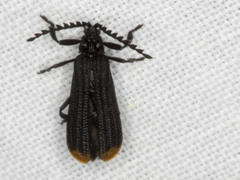 Diatrichalus funereus