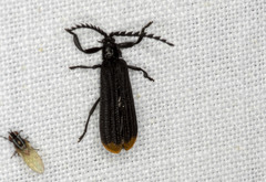 Diatrichalus funereus