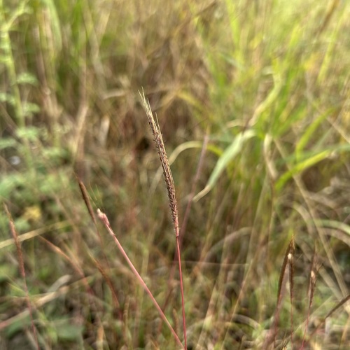 Dichanthium caricosum observed 2025-12-20