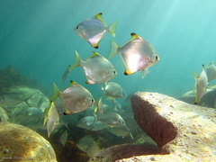 Monodactylus argenteus