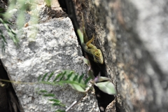 Anolis richardii