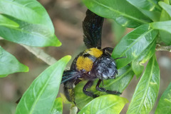 Xylocopa flavonigrescens
