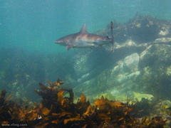Carcharhinus obscurus
