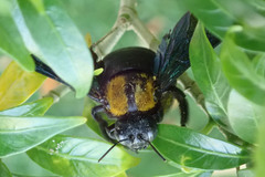 Xylocopa flavonigrescens