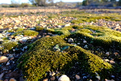 Massonia tenella