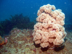 Dendronephthya australis