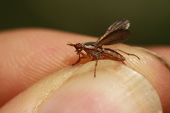 Coremacera catenata
