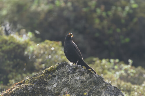 Tibetan Blackbird (Turdus maximus), photo 3