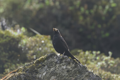 Tibetan Blackbird (Turdus maximus), photo 5